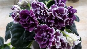 Фиалки! Жара! Листья перестали мокнуть и гнить!