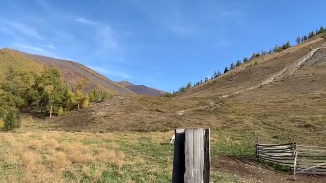 рев марала смотреть онлайн