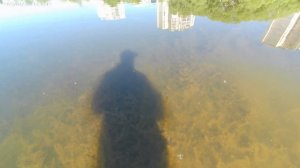 Ловля золотого карася в нерест.