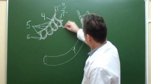 Схема кровоснабжения брыжеечной части тонкой кишки