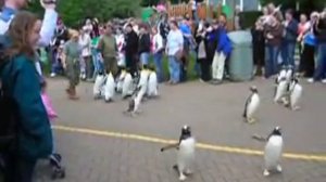 Penguin Parade (Edinburgh Zoo)
