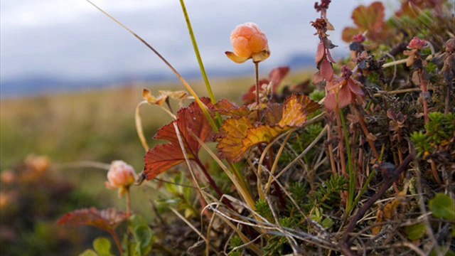 Chukotka. Rusia