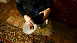 Кошка Томка. Чрезмерное вылизывание. Одеваем защитный воротник.
