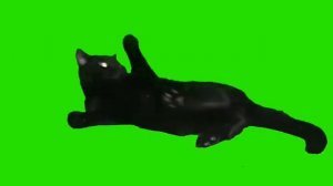 Кошки на зелёном фоне