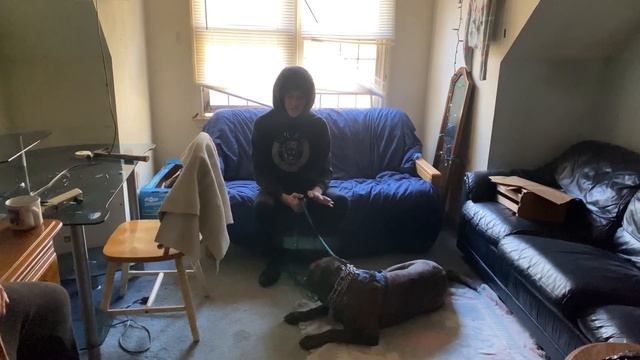 Extremely Aggressive Dog Training- The Dog Daddy.
