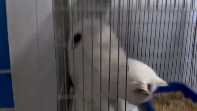 Как вычесать кота. Фурминатор отстой смотреть онлайн