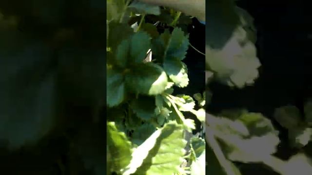 Итальянский сорт клубника АЛЬБА - среднеранняя вкуснятина Ферма "Омская Ягода" смотреть онлайн