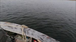 Ловля щуки джеркбейтами дайверами Livingston Lures