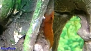 Креветки. Советы по содержанию в аквариуме.