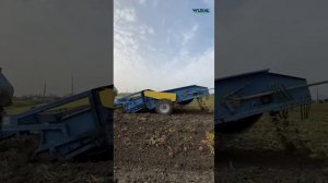 На Руси без картошки, как...