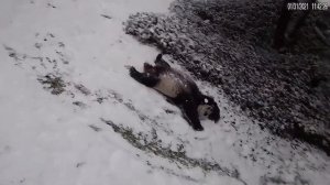 DC's Giant Pandas enjoy snow storm, sliding down hills at National Zoo exhibit