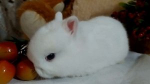 Гермелин - голубоглазое чудо, декоративный кролик