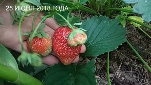 Клубника Корона в Подмосковье