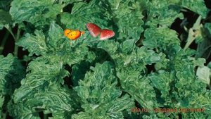 Мята обыкновенная Криспа (mentha) ? обыкновенная мята Криспа обзор: как сажать, саженцы мяты Криспа