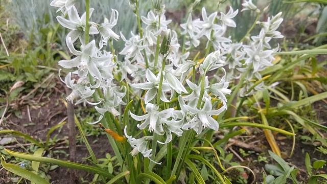 Птицемлечник поникший или Нутанс. Ornithogalum . смотреть онлайн