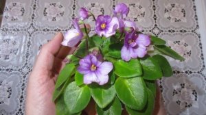 Новая цветущая фиалка в моей коллекции ЛЕ-Миндальное Пирожное.Сортовые признаки и особенности сорта