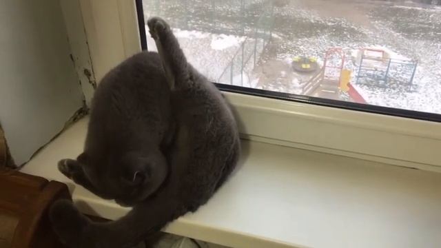 Любимое место в квартире британского кота,#британскийкот #британец#британскиекошки