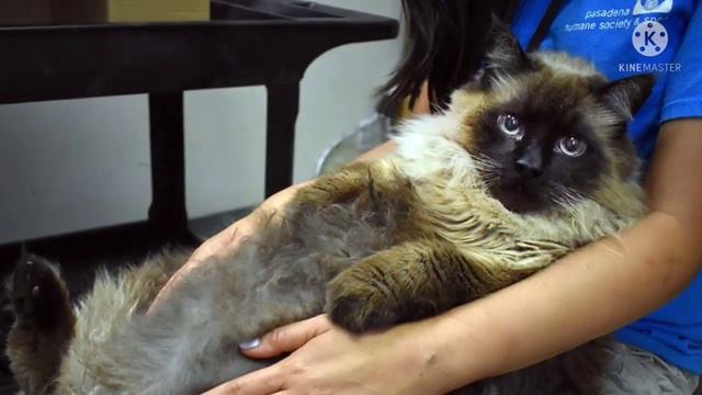 Очень толстый кот оказался на улице… Грязный и растерянный питомец ждал, когда ему повезет! смотреть онлайн