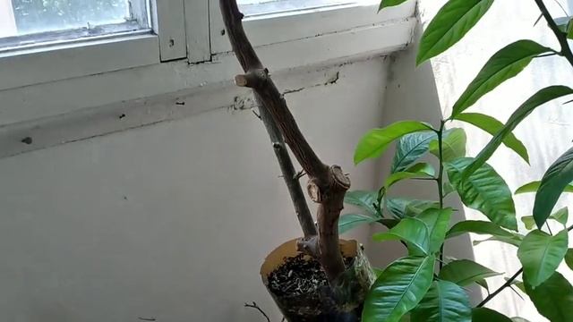 Как быстро вырастить плодоносный саженец лимона-Lunariо-часть2 How to quickly growafruitful seedlin