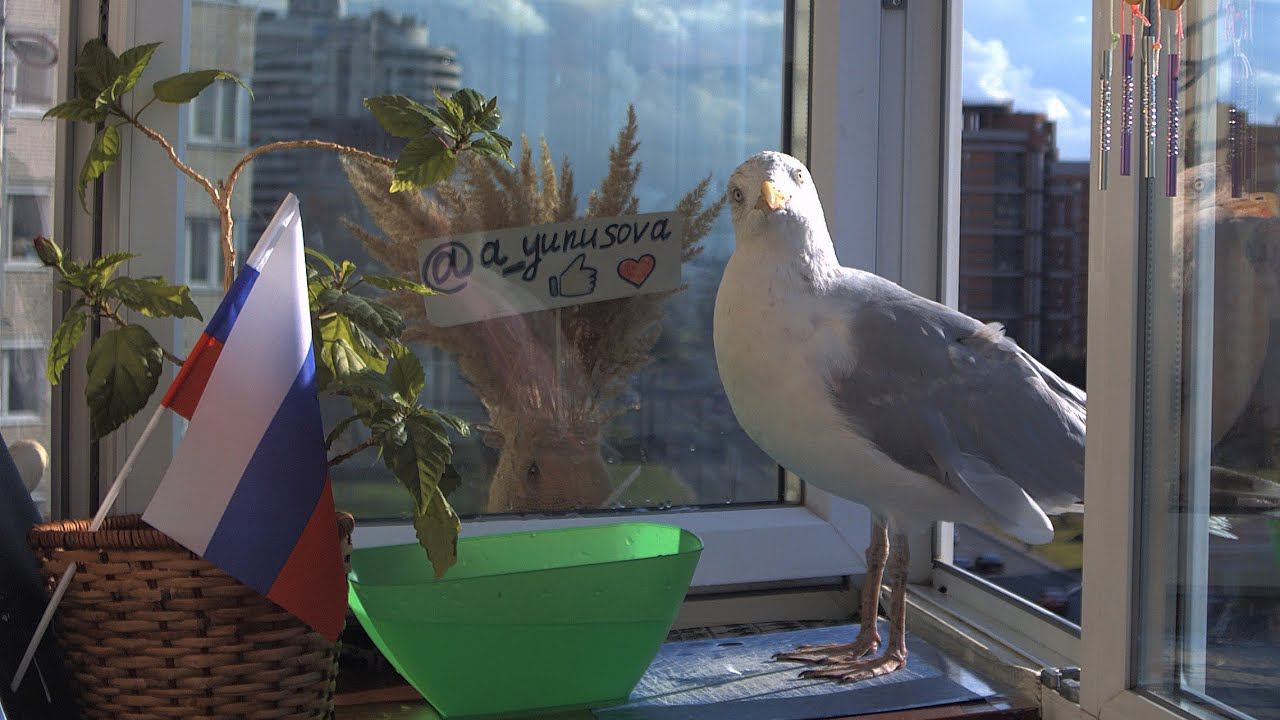 LIVE Чайка - символ Приморского района Санкт-Петербурга. Кормим чайку на Комендантской площади. смотреть онлайн