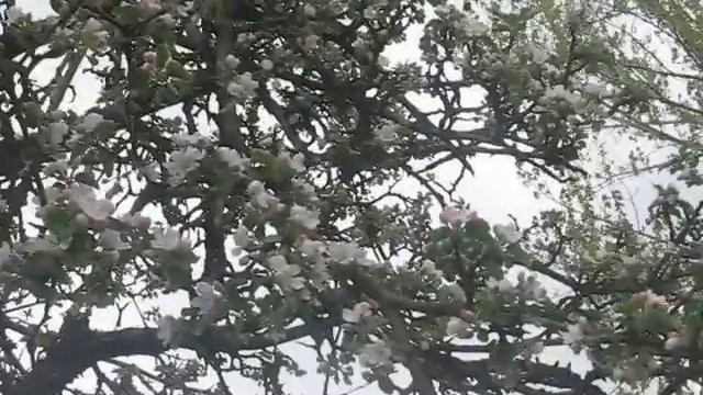 Цветущая яблоня смотреть онлайн