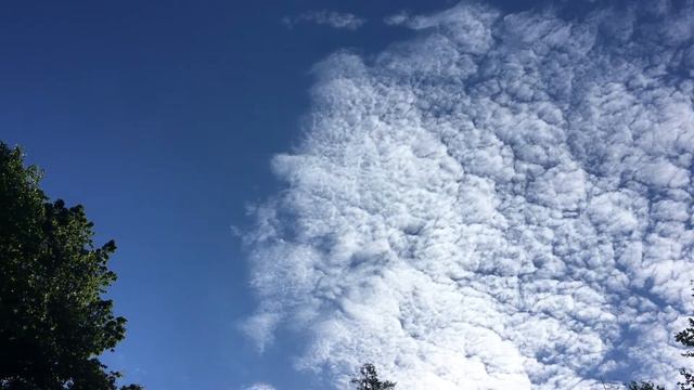 ASMR Garden Tour | Flowers in Progressive Stages of Bloom (lo-fi, nature sounds, soft spoken) смотреть онлайн