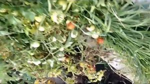 томат скороспелый волгоградский 324 в открытом грунте