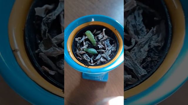 Sedevera lilac mist смотреть онлайн