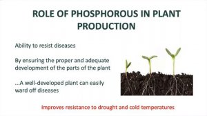 Phosphorus pH level for Hydroponics | Mastering Nutrition for Hydroponic Gardening & Farming