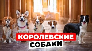 5 любимых пород собак британской королевской семьи!