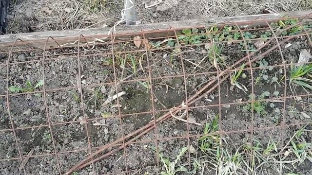 Открываем виноград. Владимирская область смотреть онлайн