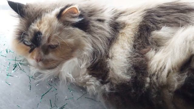 Леонора (Gregory K.) - Музыка Хирша Зильбера, Стихи Илья Резника, первый исполнитель Zorz Siksna смотреть онлайн