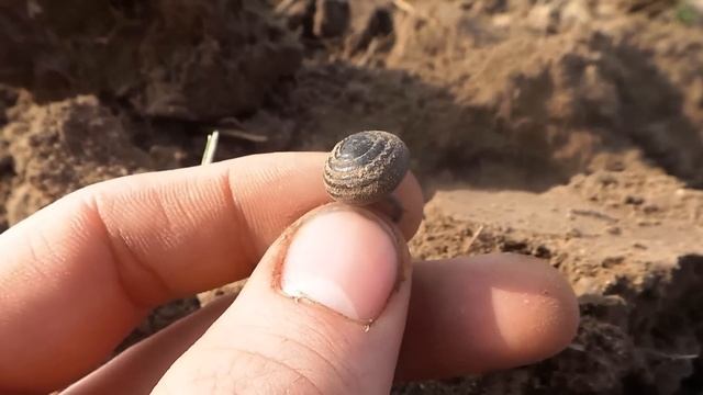 Коп монет на поле в распаханной деревне металлоискателем Minelab X-terra 705 катушка Nel-tornado 7.