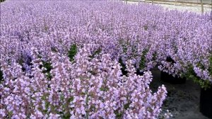 Best Perennials - Nepeta Purrsian Blue (Catmint)