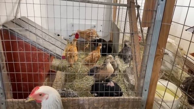 Особенности Содержания Цыплят Индюков Кур Несушек