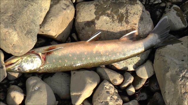 На Севере Талнах 2Фильм Корешу Вовану р. Аякли 8 08 2018 смотреть онлайн