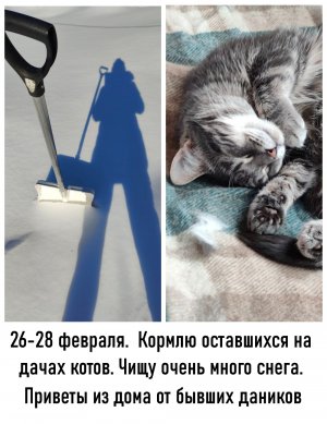 26-28 февраля 2023 года. Кормлю оставшихся на дачах котов. Чищу очень много снега. Приветы из дома о