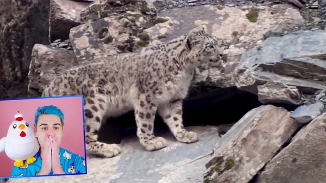 *REAL* Or FAKE?! ? REAL LIFE Adopt Me WINTER PETS Exposed!! Roblox Adopt Me IRL (Jeffo Reacts) смотреть онлайн