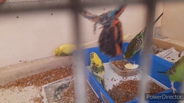 Утреннее кормление попугаев HD 720p смотреть онлайн