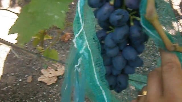 Виноград к-ш Аттика. смотреть онлайн