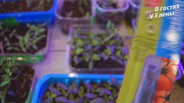 ПОЧЕМУ НЕ ВСХОДЯТ СЕМЕНА ПЕРЦЕВ. ЧТО ВАЖНО ЗНАТЬ.УСЛОВИЯ ВЫРАЩИВАНИЯ УХОД. смотреть онлайн