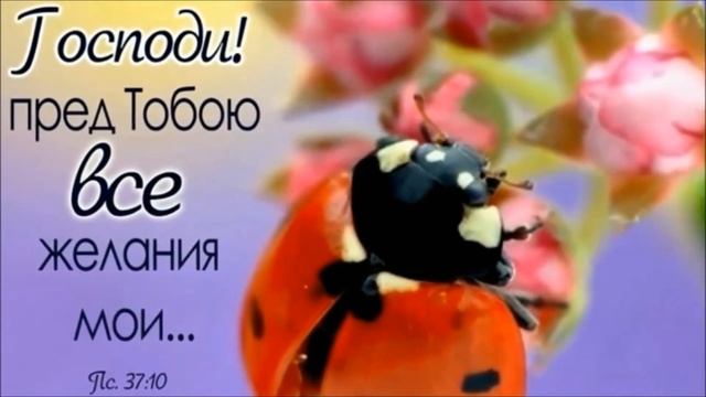 Веди за Собой смотреть онлайн