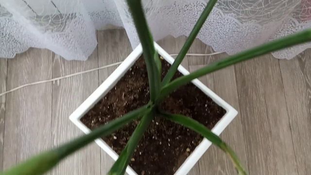 Спатифиллум Сенсация???
