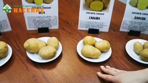 Как правильно выбрать семенной картофель