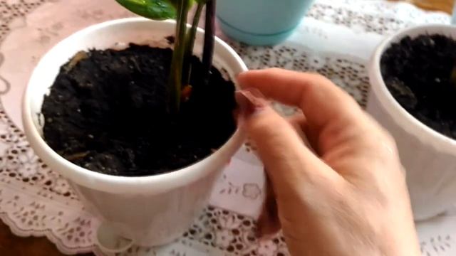 Комнатные растения, калатеи в декабре