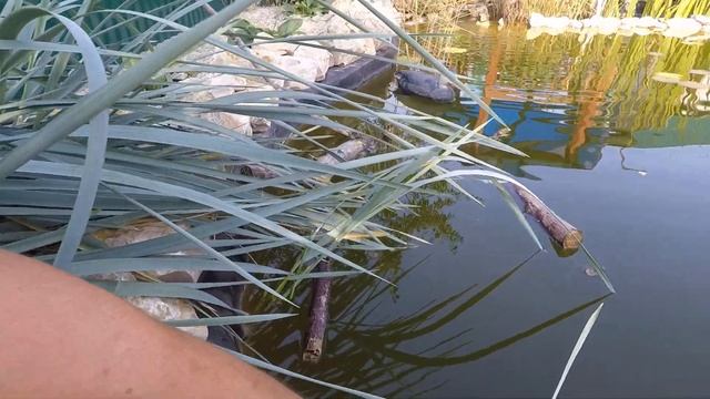 #Плёнка #для #пруда Что за растение? Проросло сквозь пленку винилит, срочно отсадить. (август 2019)