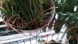 Rain lilies growing tips in Pots  |Rain lily zephyranthes candida ( English) evergreen garden