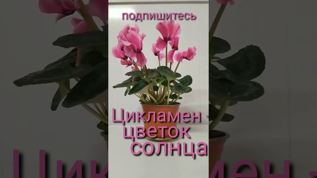 ☝️А ты знал,что цикламен,🌺 растёт 10 - 15 лет и ежегодно может давать до 70 цветков!!☕🤗