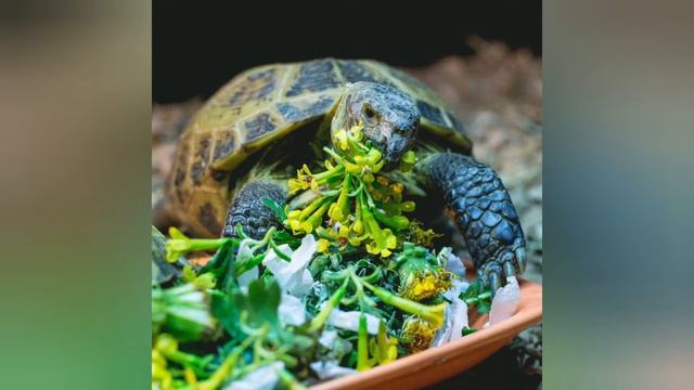 Всё про прогулки сухопутных черепах смотреть онлайн