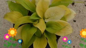 Хоста гибридная Санни Халцион. Краткий обзор, описание характеристик hosta Sunny Halcyon